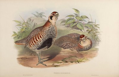 Perdix hodgsoniae de John Gould